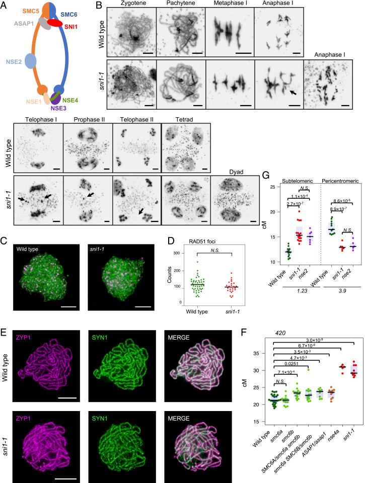 https://cdn.ncbi.nlm.nih.gov/pmc/blobs/04b7/8379953/24b931d6176d/pnas.2021970118fig05.jpg