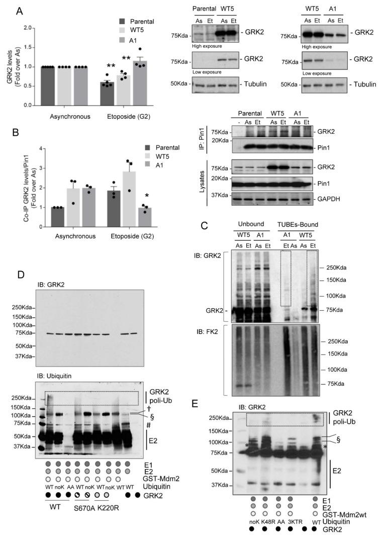 https://cdn.ncbi.nlm.nih.gov/pmc/blobs/04b8/8064503/18ce92cd2b46/cells-10-00729-g002.jpg