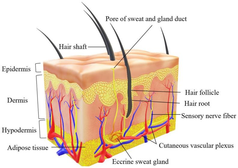 https://cdn.ncbi.nlm.nih.gov/pmc/blobs/04b8/8745539/5d44499ca991/ijms-23-00476-g004.jpg