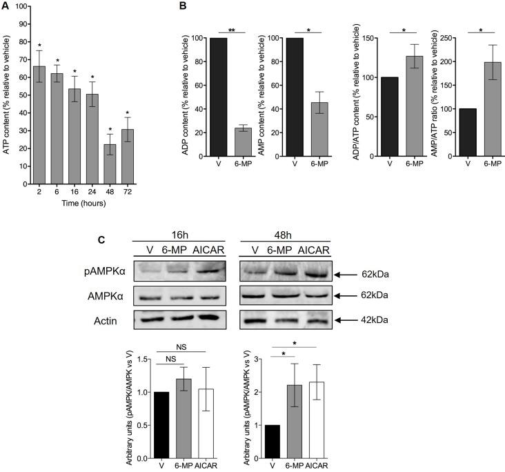 https://cdn.ncbi.nlm.nih.gov/pmc/blobs/04b9/5522126/a7435b43844d/oncotarget-08-43048-g002.jpg
