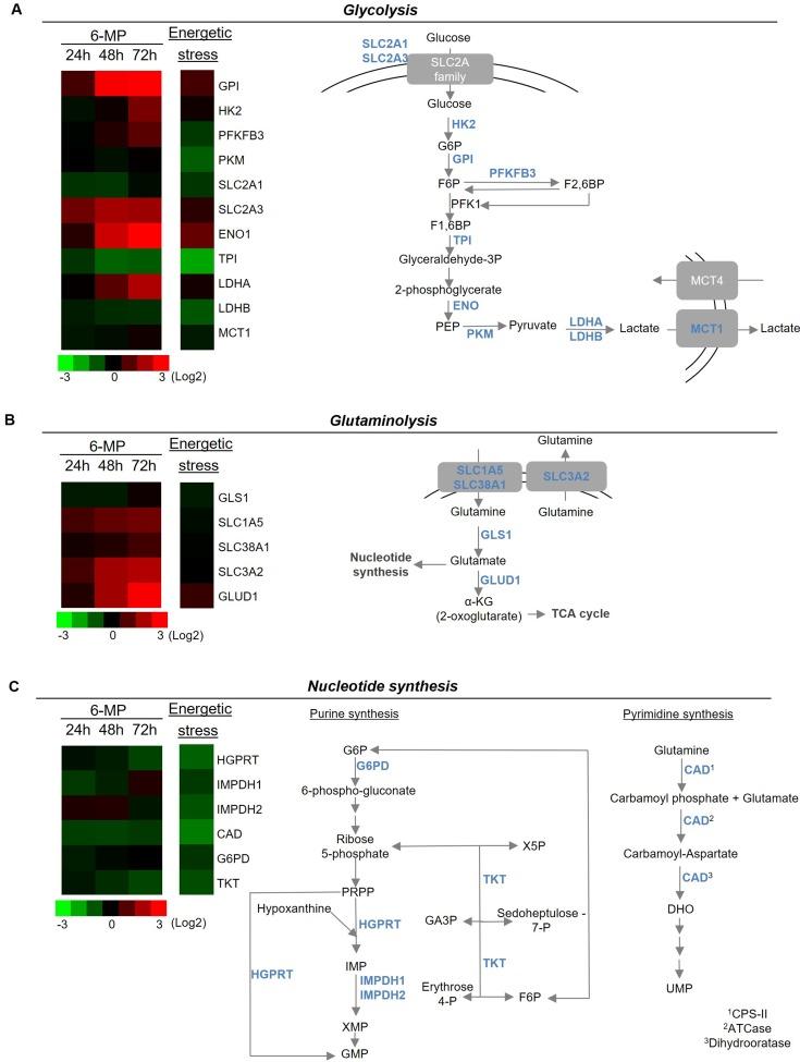 https://cdn.ncbi.nlm.nih.gov/pmc/blobs/04b9/5522126/b25479a8b5a4/oncotarget-08-43048-g003.jpg