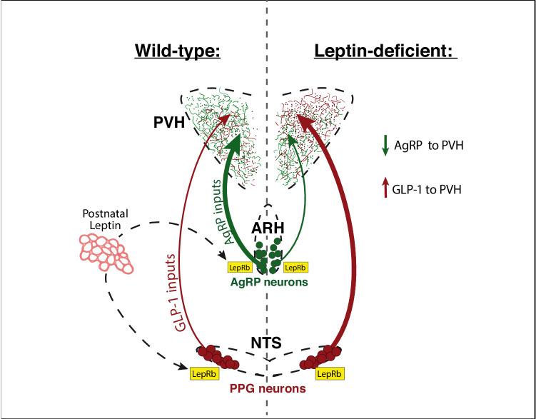 https://cdn.ncbi.nlm.nih.gov/pmc/blobs/04bb/7673779/2b7a0a42774e/elife-59857-fig8.jpg