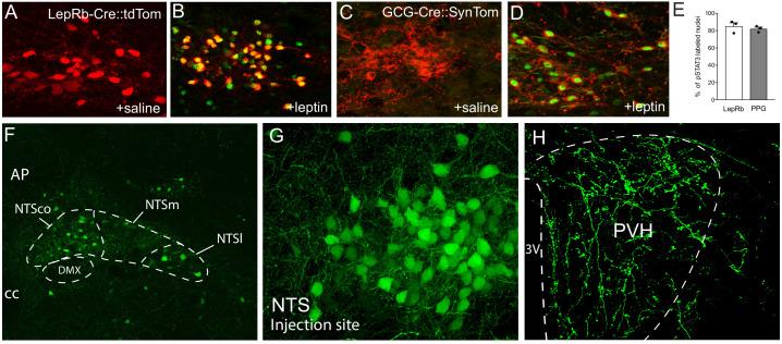 https://cdn.ncbi.nlm.nih.gov/pmc/blobs/04bb/7673779/5c81fe2210f4/elife-59857-fig2.jpg