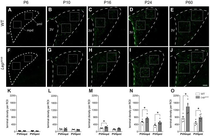 https://cdn.ncbi.nlm.nih.gov/pmc/blobs/04bb/7673779/dae59c60573c/elife-59857-fig1.jpg