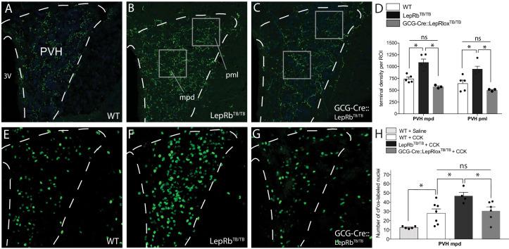 https://cdn.ncbi.nlm.nih.gov/pmc/blobs/04bb/7673779/f78908918393/elife-59857-fig6.jpg