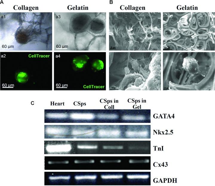 https://cdn.ncbi.nlm.nih.gov/pmc/blobs/04c1/3822743/d17a5bf0ab6b/jcmm0014-1071-f1.jpg