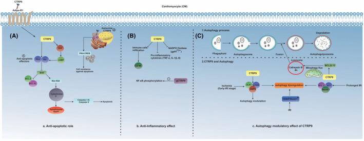 https://cdn.ncbi.nlm.nih.gov/pmc/blobs/04c1/9170823/a6d34a818611/JCMM-26-3120-g002.jpg