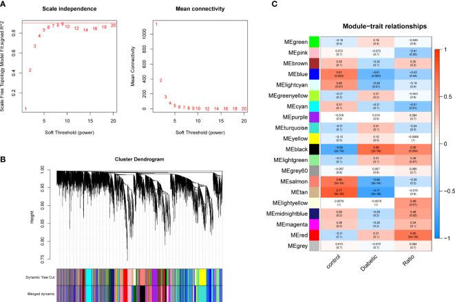 https://cdn.ncbi.nlm.nih.gov/pmc/blobs/04c2/9421304/8737a4f0b725/fendo-13-933635-g002.jpg
