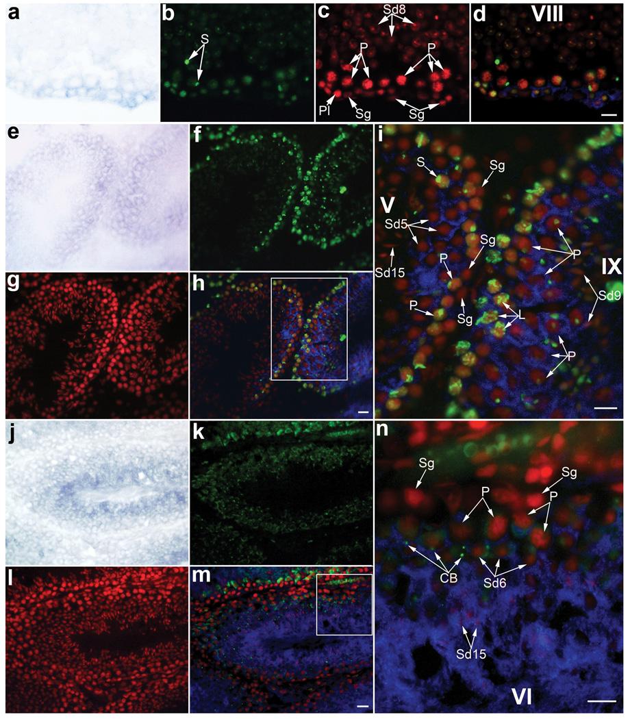 https://cdn.ncbi.nlm.nih.gov/pmc/blobs/04c4/2723799/32e644722f19/nihms92163f4.jpg