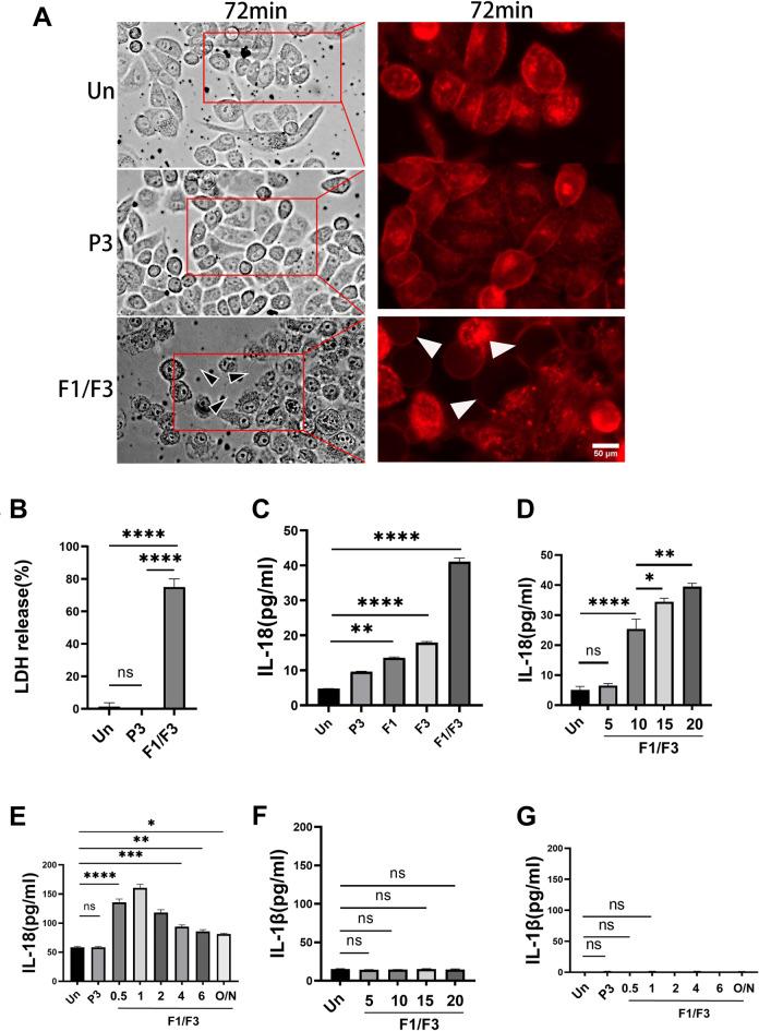 https://cdn.ncbi.nlm.nih.gov/pmc/blobs/04c6/12008296/5a4f2aef2bea/41598_2025_96438_Fig2_HTML.jpg