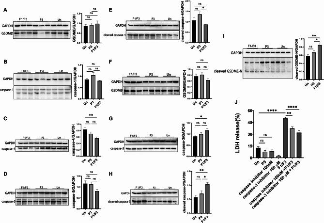https://cdn.ncbi.nlm.nih.gov/pmc/blobs/04c6/12008296/d08e58ded945/41598_2025_96438_Fig4_HTML.jpg