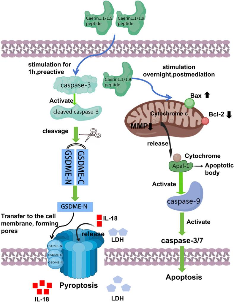 https://cdn.ncbi.nlm.nih.gov/pmc/blobs/04c6/12008296/e85690f1d414/41598_2025_96438_Fig6_HTML.jpg