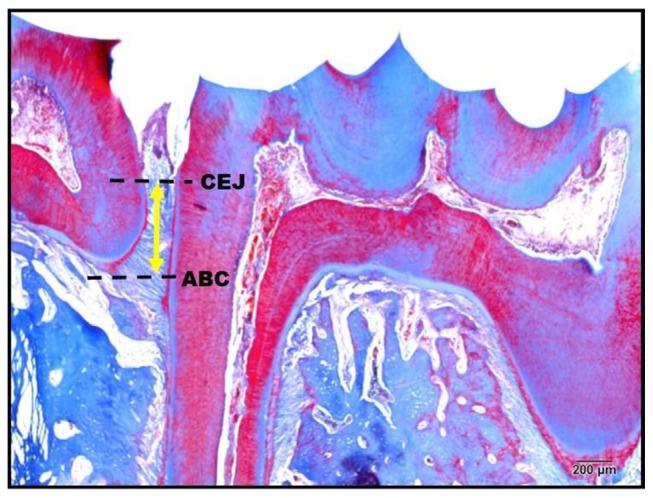 https://cdn.ncbi.nlm.nih.gov/pmc/blobs/04c9/10962540/b2d86ae1cc43/bmed-13-04-044f1.jpg