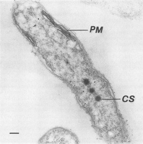 https://cdn.ncbi.nlm.nih.gov/pmc/blobs/04ca/185082/cf04375f2449/aem00093-0254-a.jpg