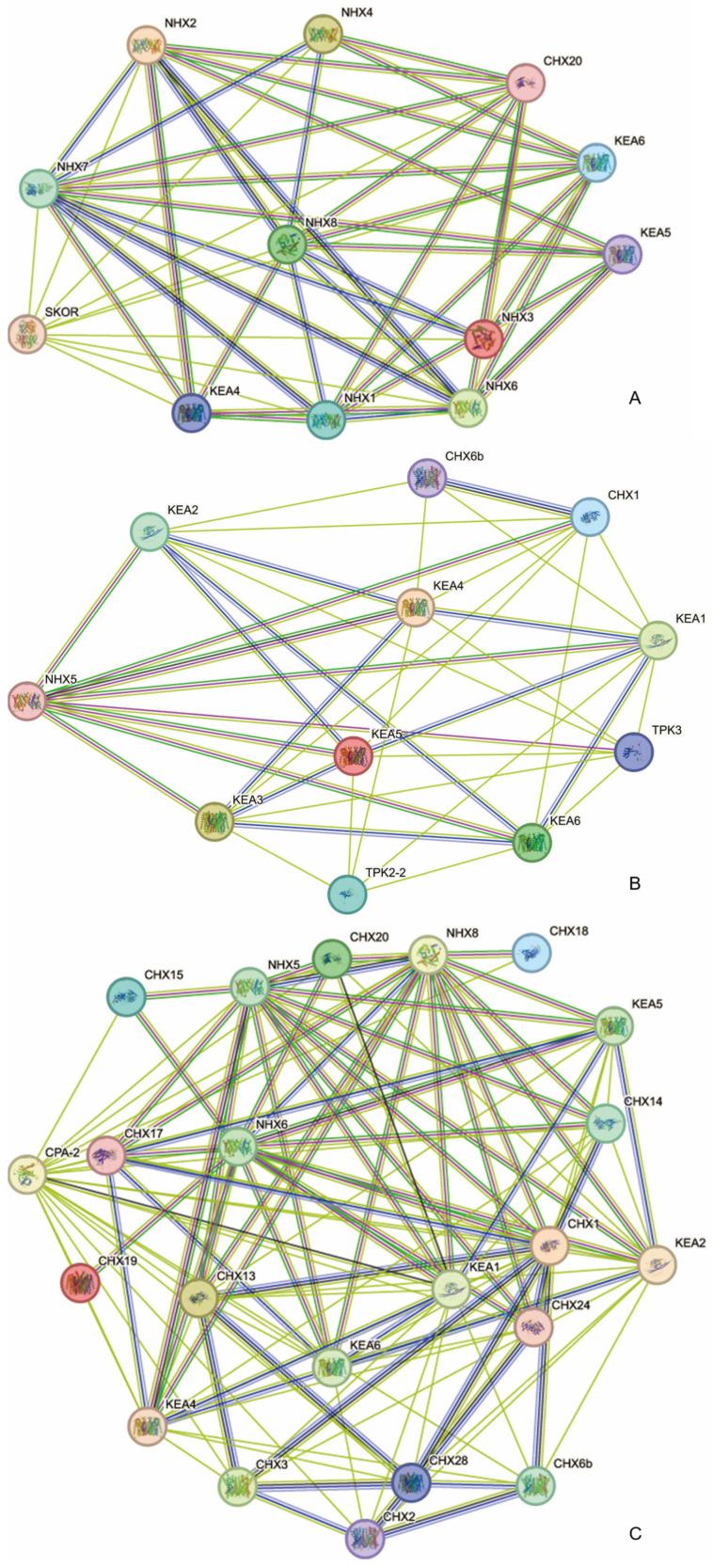 https://cdn.ncbi.nlm.nih.gov/pmc/blobs/04cf/11207833/83fed3bb21de/plants-13-01701-g005.jpg
