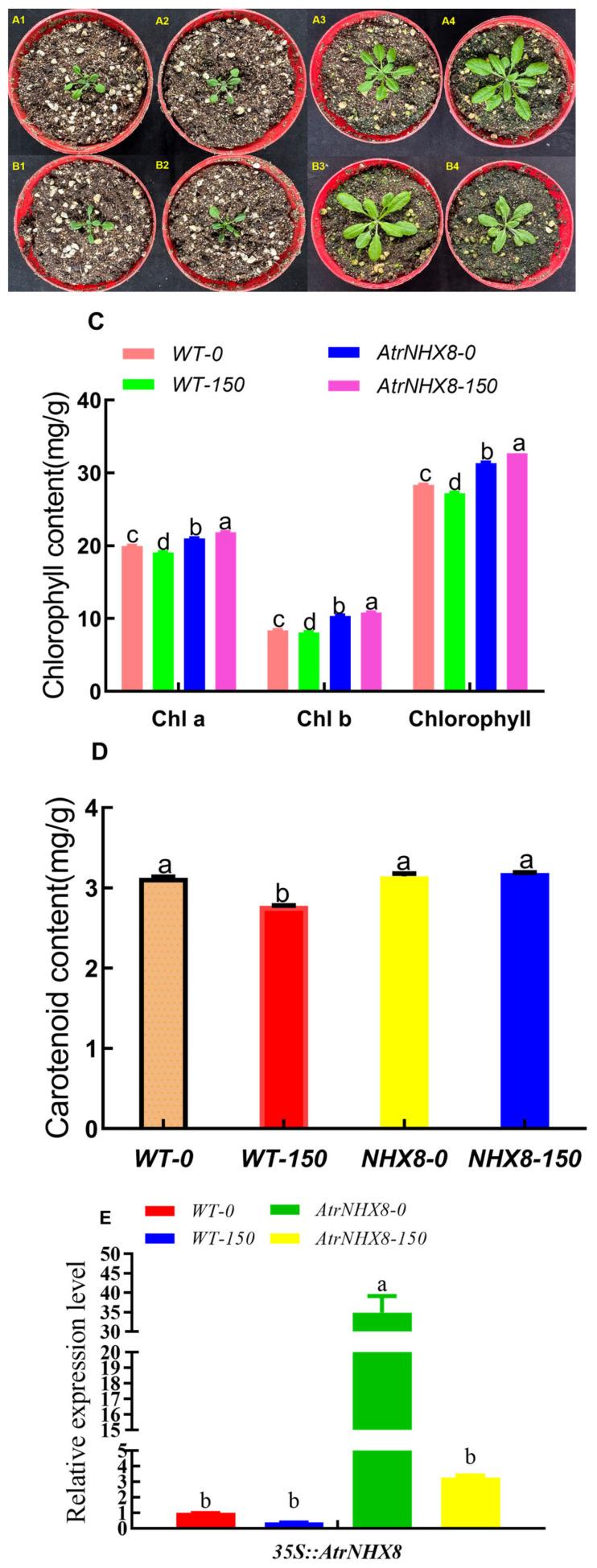 https://cdn.ncbi.nlm.nih.gov/pmc/blobs/04cf/11207833/d14ab49858fa/plants-13-01701-g010.jpg