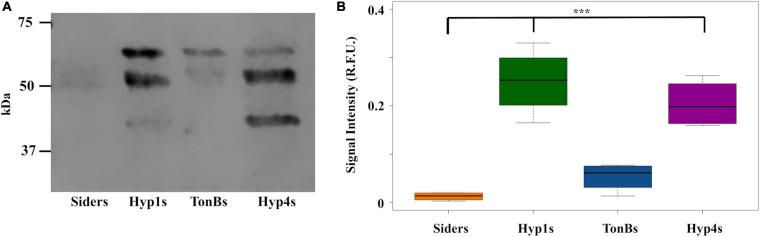 https://cdn.ncbi.nlm.nih.gov/pmc/blobs/04cf/7921796/4f283e05452b/fmicb-12-633667-g005.jpg