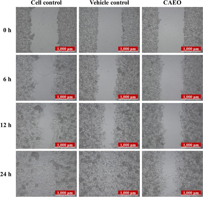 https://cdn.ncbi.nlm.nih.gov/pmc/blobs/04d2/10759438/ab265cecfaef/12906_2023_4261_Fig7_HTML.jpg