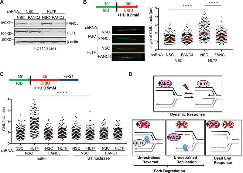 https://cdn.ncbi.nlm.nih.gov/pmc/blobs/04d4/6218949/e8775e2ddfd8/nihms-1508513-f0006.jpg