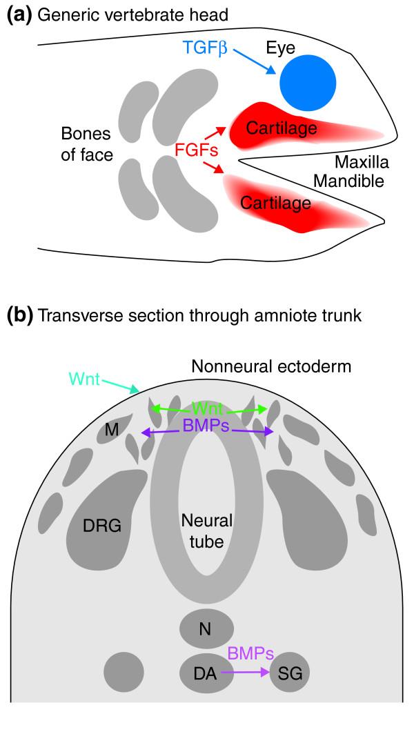 https://cdn.ncbi.nlm.nih.gov/pmc/blobs/04d9/1414065/ded89343d150/jbiol31-1.jpg