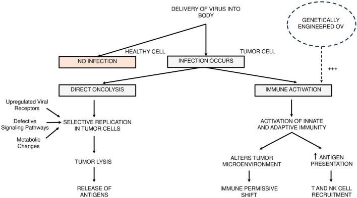 https://cdn.ncbi.nlm.nih.gov/pmc/blobs/04da/12380918/5f9df5accb11/fmicb-16-1641267-g001.jpg