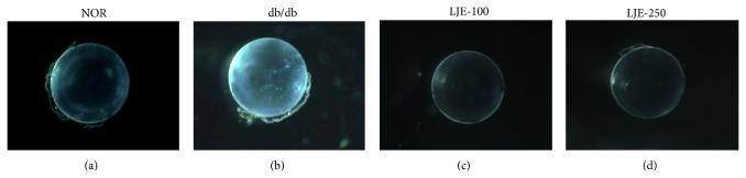 https://cdn.ncbi.nlm.nih.gov/pmc/blobs/04db/4353661/d981d4f8f895/ECAM2015-747830.001.jpg