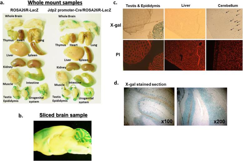 https://cdn.ncbi.nlm.nih.gov/pmc/blobs/04db/8243712/223cd1bf6f1e/13287_2021_2424_Fig1_HTML.jpg