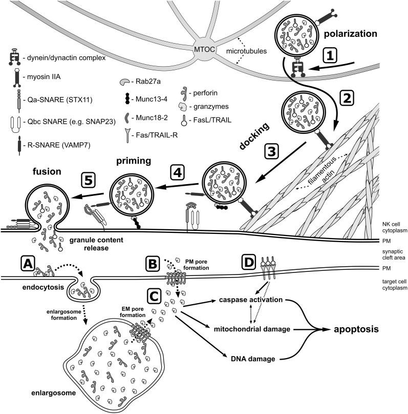 https://cdn.ncbi.nlm.nih.gov/pmc/blobs/04dd/3494098/3402221fb3d3/fimmu-03-00335-g0002.jpg