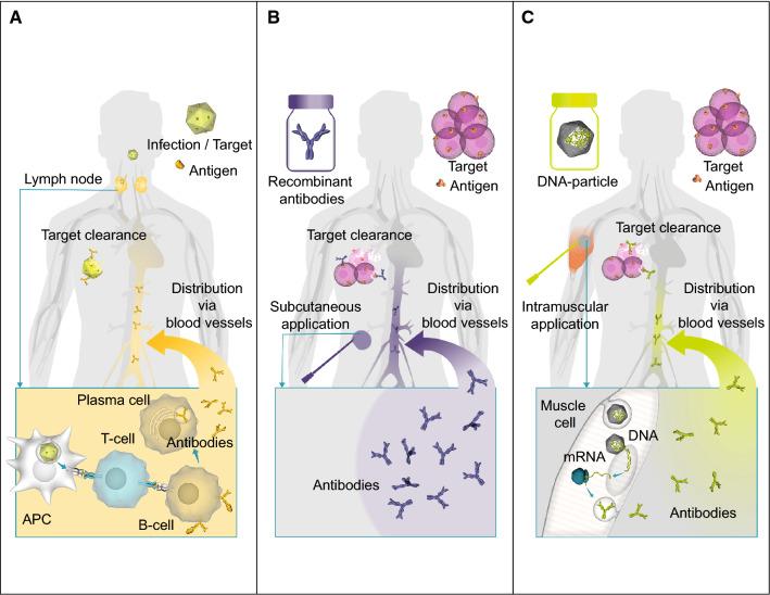 https://cdn.ncbi.nlm.nih.gov/pmc/blobs/04de/11105376/f10577ccc9a5/18_2018_2935_Fig1_HTML.jpg
