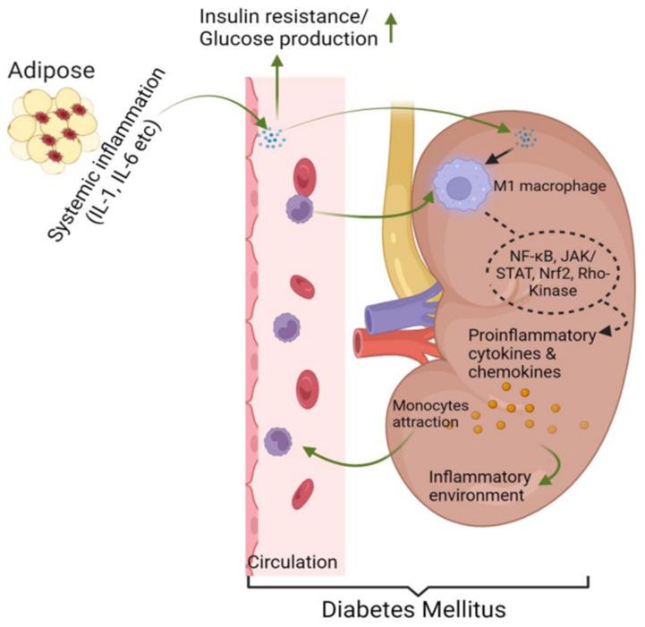https://cdn.ncbi.nlm.nih.gov/pmc/blobs/04e1/11503991/02aa3b287695/biomedicines-12-02209-g002.jpg