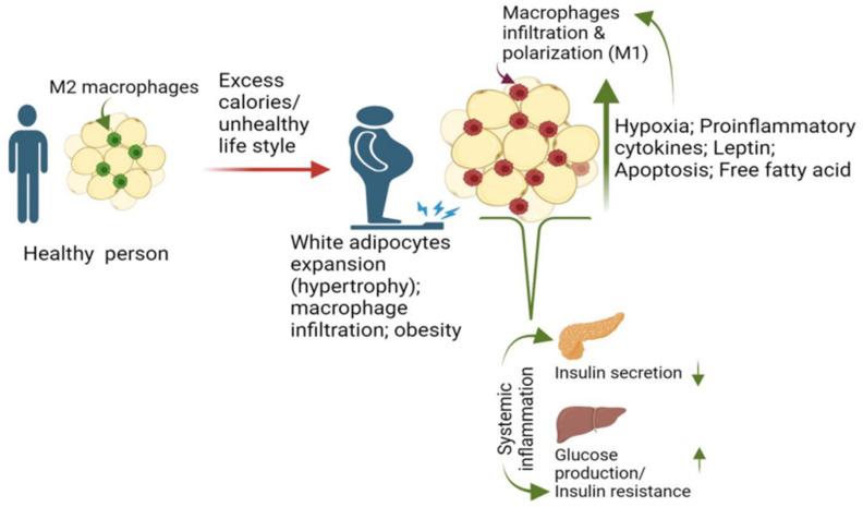 https://cdn.ncbi.nlm.nih.gov/pmc/blobs/04e1/11503991/7de86f341b0a/biomedicines-12-02209-g001.jpg