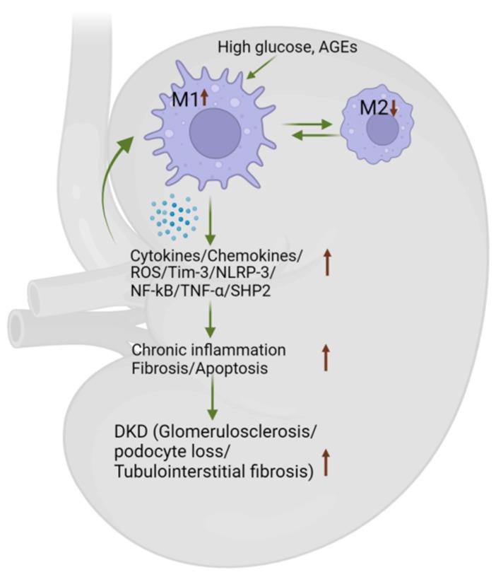 https://cdn.ncbi.nlm.nih.gov/pmc/blobs/04e1/11503991/963dcac62ab4/biomedicines-12-02209-g004.jpg