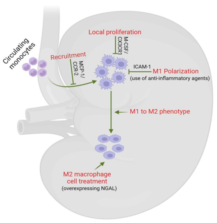 https://cdn.ncbi.nlm.nih.gov/pmc/blobs/04e1/11503991/e4fd999f030c/biomedicines-12-02209-g005.jpg