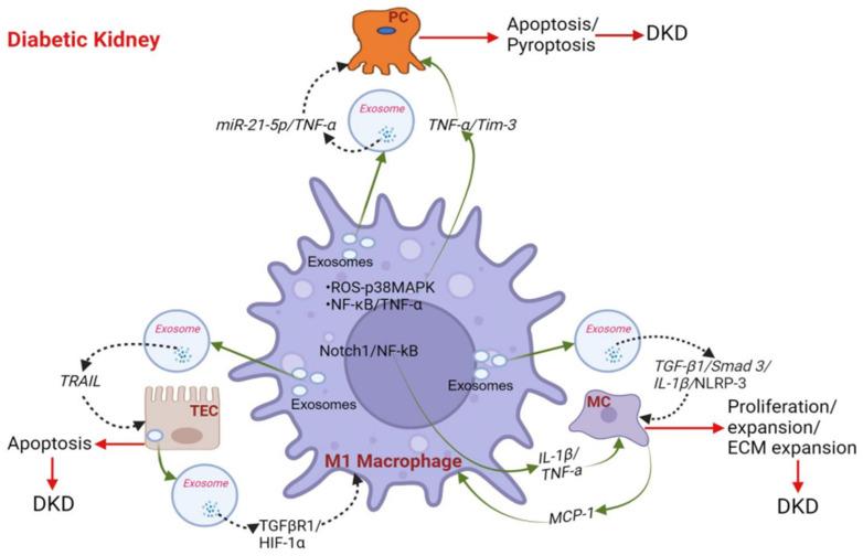 https://cdn.ncbi.nlm.nih.gov/pmc/blobs/04e1/11503991/e9457ea8cd5a/biomedicines-12-02209-g003.jpg