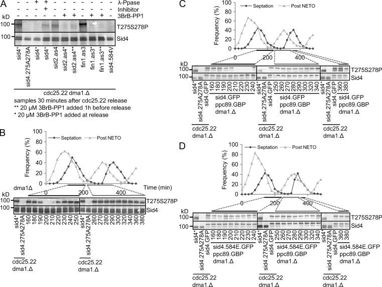 https://cdn.ncbi.nlm.nih.gov/pmc/blobs/04e1/5584178/b31c250c951e/JCB_201702172_Fig6.jpg