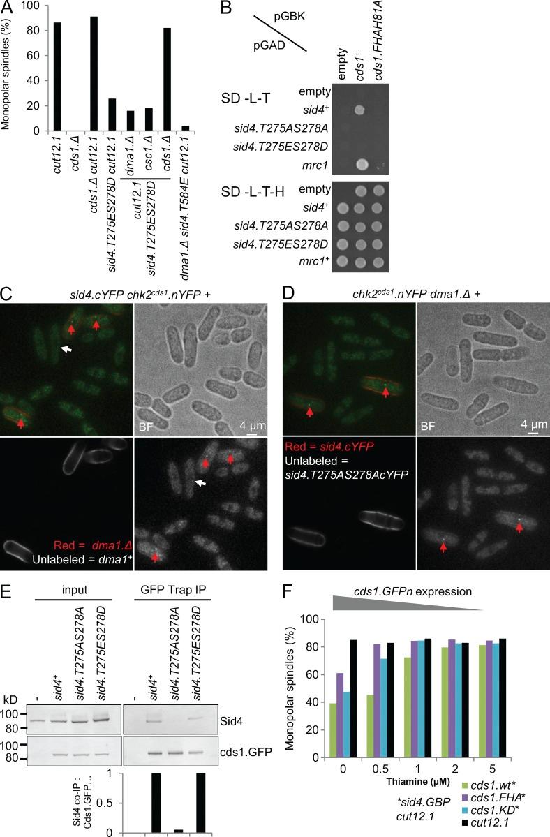 https://cdn.ncbi.nlm.nih.gov/pmc/blobs/04e1/5584178/f6eec9b56ae6/JCB_201702172_Fig7.jpg
