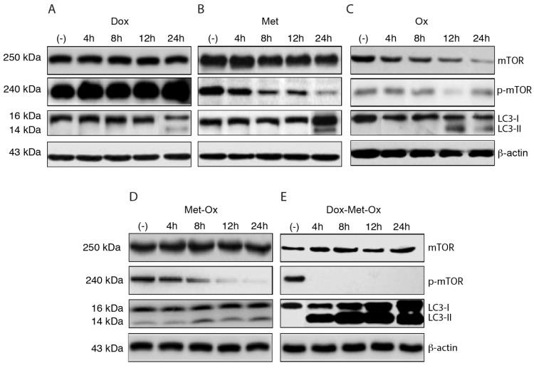 https://cdn.ncbi.nlm.nih.gov/pmc/blobs/04e2/5327367/359ebf10cf64/jcav08p0178g004.jpg