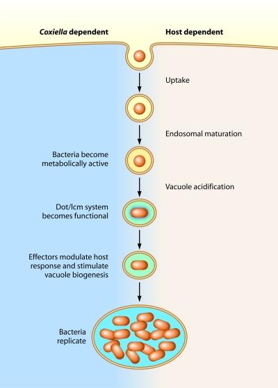 https://cdn.ncbi.nlm.nih.gov/pmc/blobs/04e3/3195215/1f0dfaae3a91/mbo0051111770001.jpg