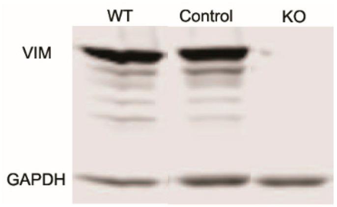 https://cdn.ncbi.nlm.nih.gov/pmc/blobs/04e5/11240817/c398c400f3a8/cells-13-01094-g001.jpg