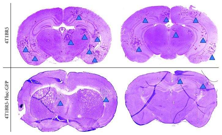 https://cdn.ncbi.nlm.nih.gov/pmc/blobs/04e5/6348811/ce4f16183aa8/CMMI2019-6501231.004.jpg