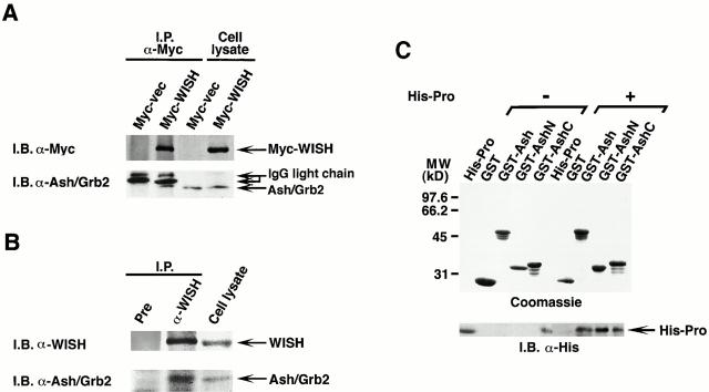 https://cdn.ncbi.nlm.nih.gov/pmc/blobs/04e6/2196001/4be7b928303f/JCB0006023.f3.jpg