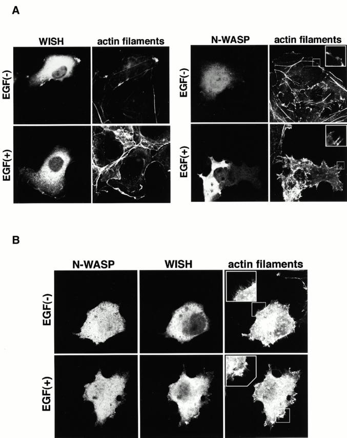 https://cdn.ncbi.nlm.nih.gov/pmc/blobs/04e6/2196001/6998c0837100/JCB0006023.f7ab.jpg