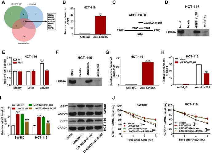 https://cdn.ncbi.nlm.nih.gov/pmc/blobs/04e7/7769380/8c8883a40798/fonc-10-582669-g005.jpg