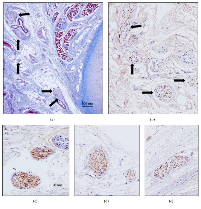 https://cdn.ncbi.nlm.nih.gov/pmc/blobs/04e8/5371220/81228b90c828/BMRI2017-7830919.002.jpg