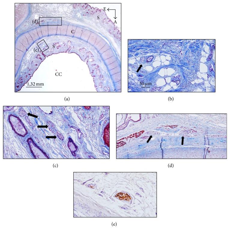 https://cdn.ncbi.nlm.nih.gov/pmc/blobs/04e8/5371220/a2bb55f9ba87/BMRI2017-7830919.001.jpg