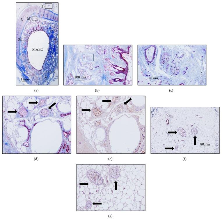 https://cdn.ncbi.nlm.nih.gov/pmc/blobs/04e8/5371220/d6f6c2e7ccae/BMRI2017-7830919.003.jpg