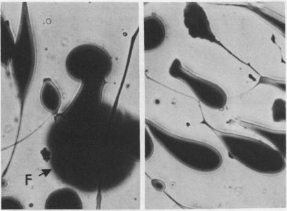 https://cdn.ncbi.nlm.nih.gov/pmc/blobs/04e9/427518/9b0cdc0a888d/plntphys00538-0243-a.jpg