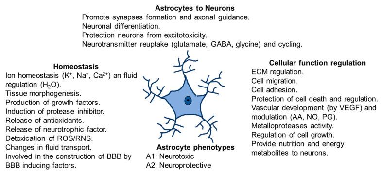 https://cdn.ncbi.nlm.nih.gov/pmc/blobs/04ea/10179527/6329d87b1750/ijms-24-08434-g002.jpg