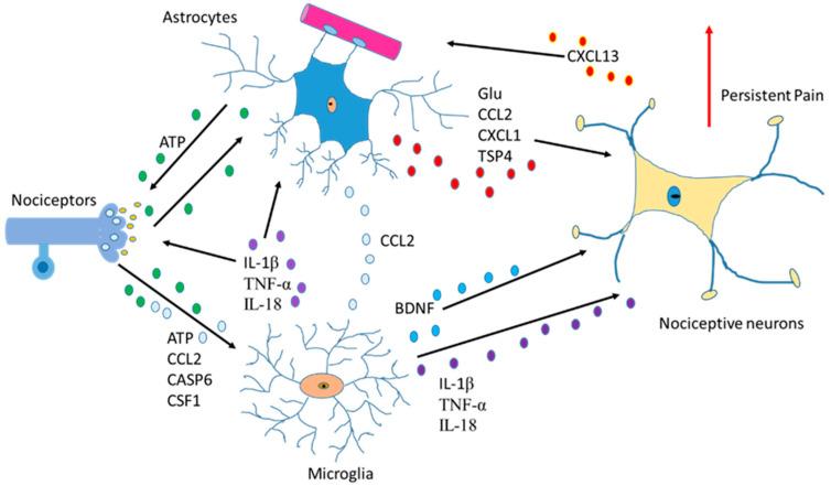 https://cdn.ncbi.nlm.nih.gov/pmc/blobs/04ea/10179527/8127fd425991/ijms-24-08434-g003.jpg