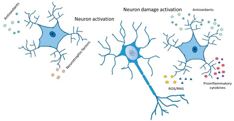 https://cdn.ncbi.nlm.nih.gov/pmc/blobs/04ea/10179527/d14efb7ff8e0/ijms-24-08434-g006.jpg